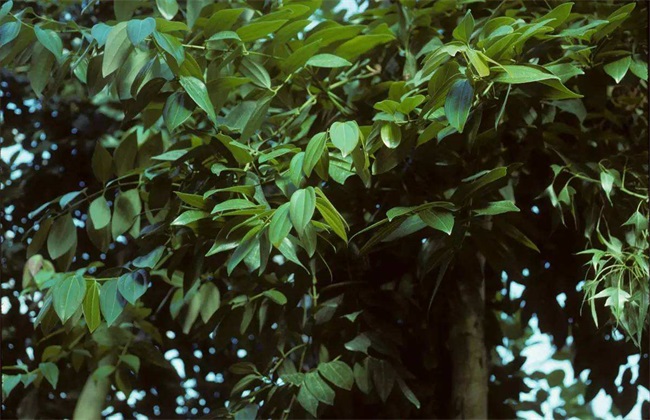 肉桂的田间管理