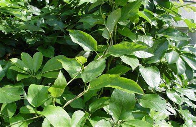 鸡屎藤的栽培技术
