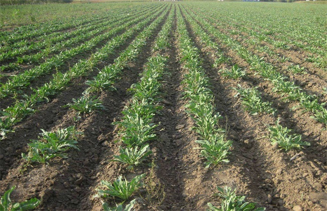 板蓝根栽培技术要点