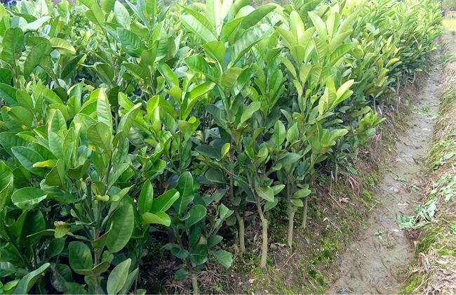 橘红的种植技术