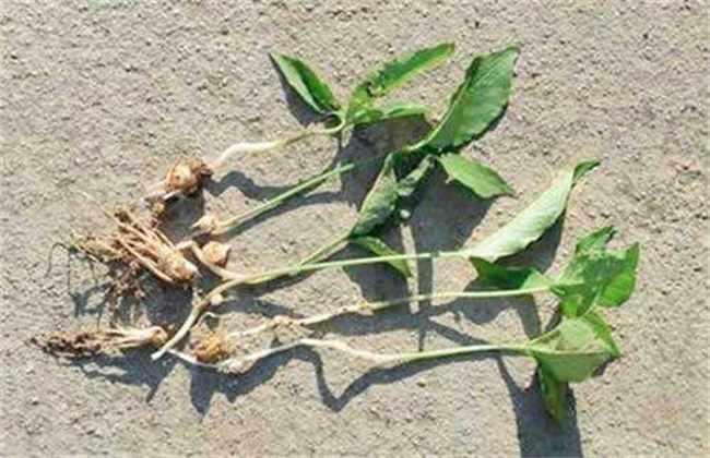 半夏常见病虫害的防治方法