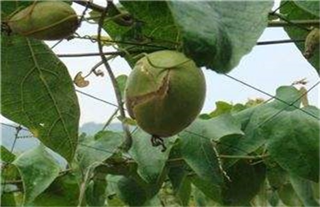 罗汉果裂果该怎么办