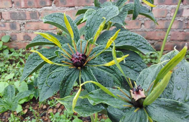 重楼是什么药材?