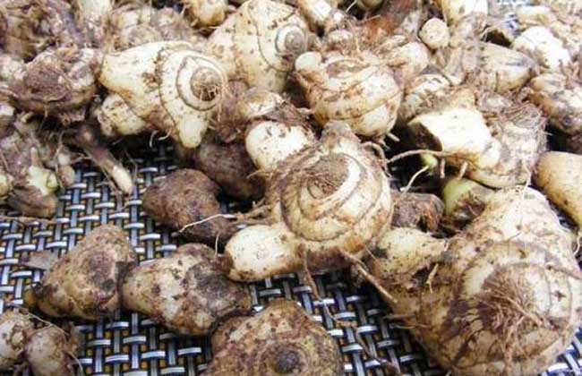 白芨是什么药材?