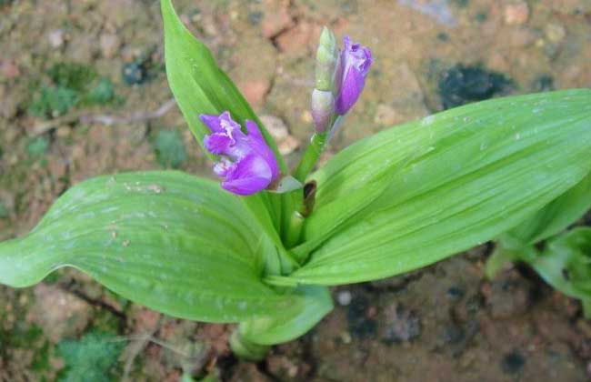 哪里有白芨种苗出售?
