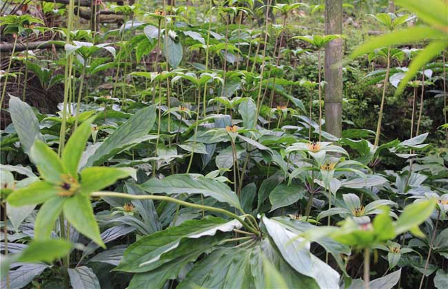 种植重楼能赚到钱吗?