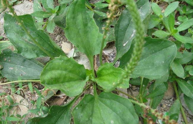 车前子种子怎么种植?