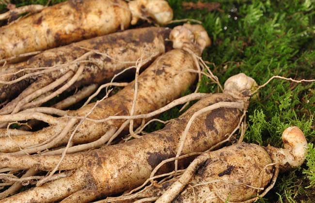 真假人参怎么辨别才好?