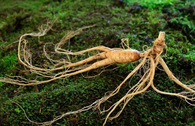 千年人参真的存在吗?