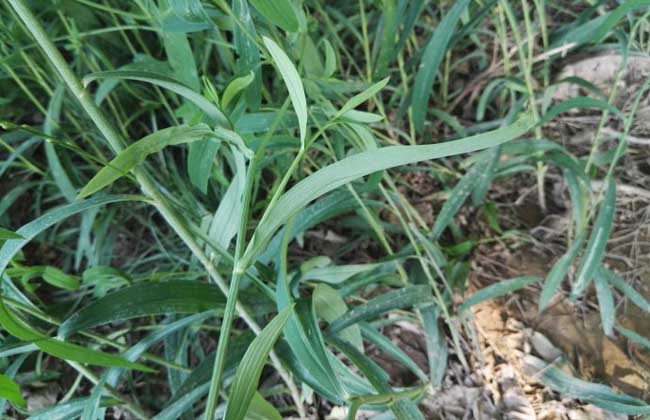 柴胡种子怎么种植?