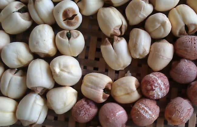 芡实哪里的最好?