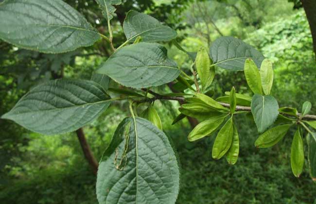 杜仲种子怎么种?