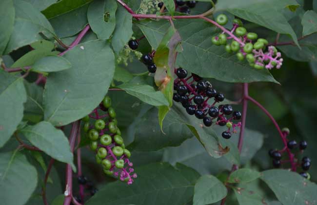 美洲商陆有毒吗?