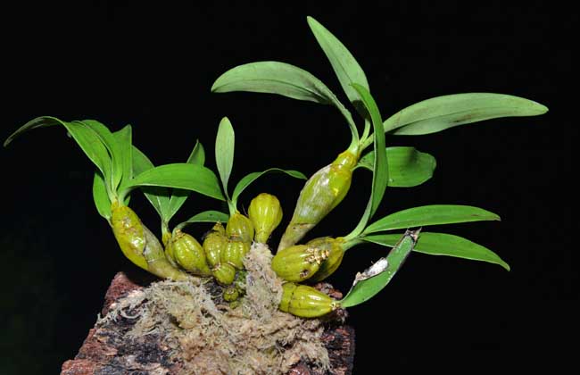 盆栽铁皮石斛怎么养?