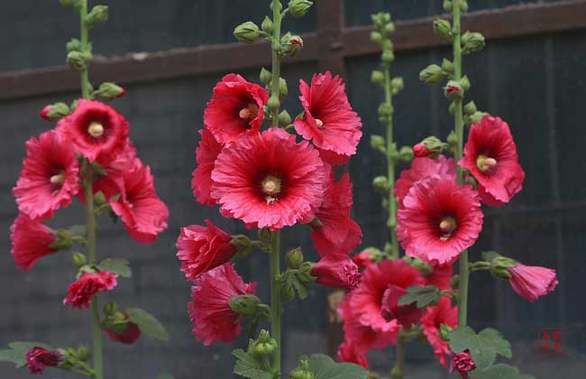 蜀葵种子怎么种?