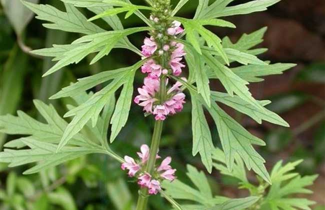 益母草种子怎么种?