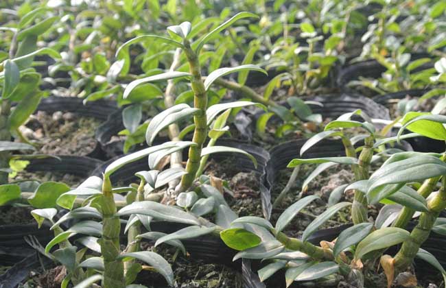 种植石斛赚钱吗?