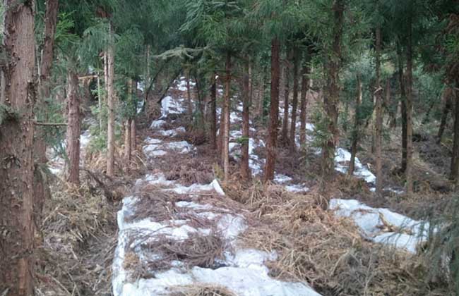 种植天麻赚钱吗?