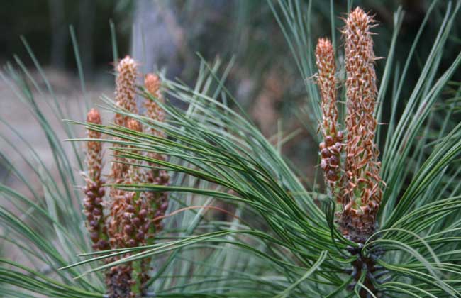 松花粉为什么要破壁?