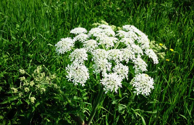 白芷产地在哪里?