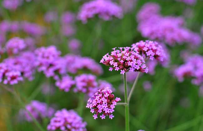 马鞭草什么时候开花?