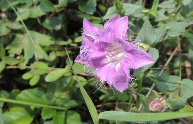 龙胆草有没有毒?