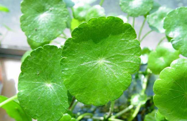 金钱草怎么养殖?