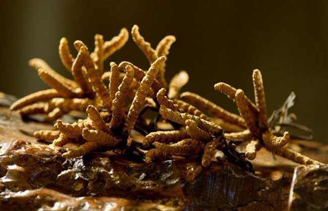 冬虫夏草是什么东西?