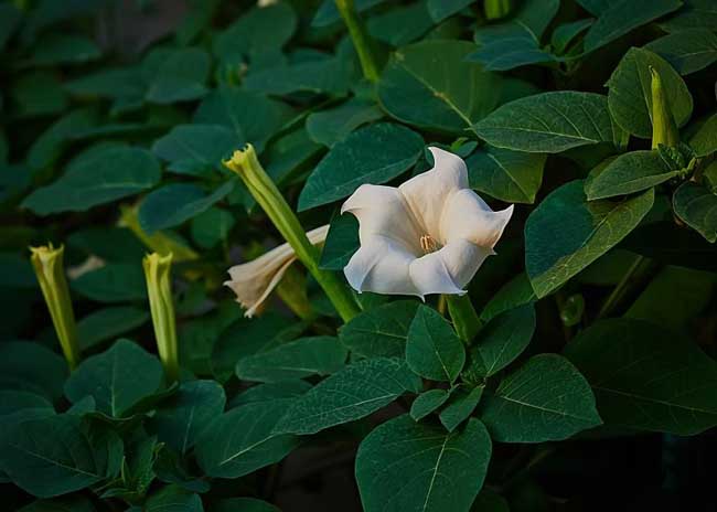 曼陀罗花语是什么?