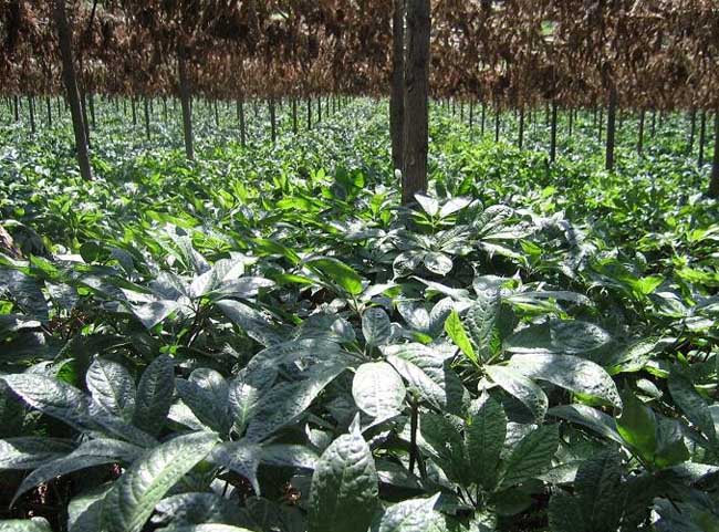 三七种子怎么种?