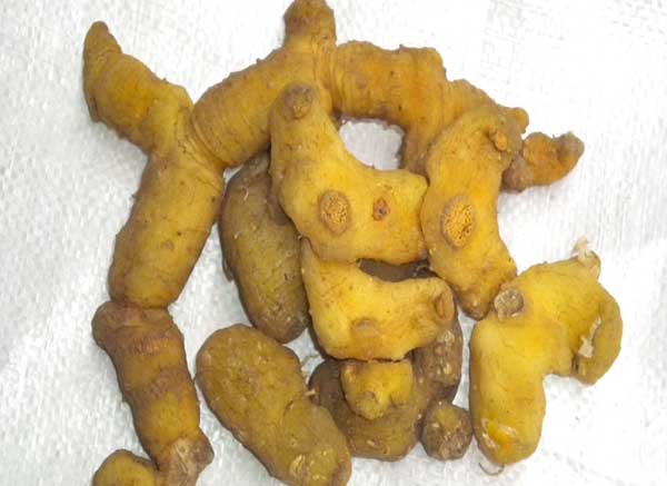 黄精的产地有哪些?