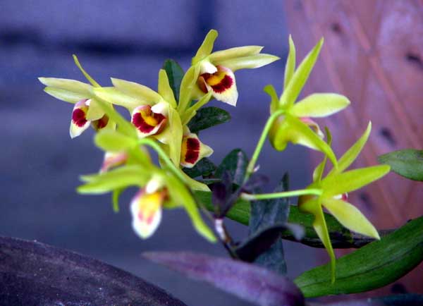 铁皮石斛产地在哪里?