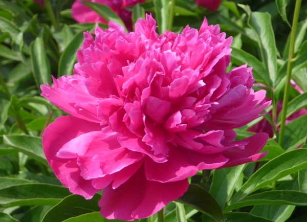 芍药花的花语是什么?