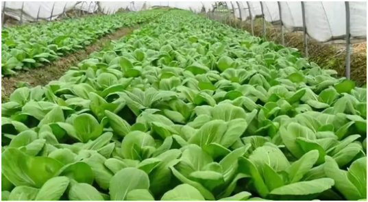 气温下降,大棚蔬菜如何增产?