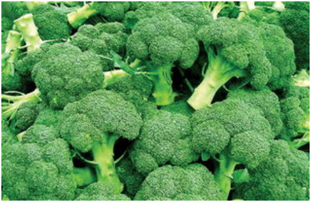 西兰花栽培后如何管理 水肥管理 病虫害防治