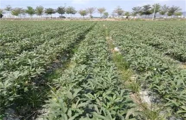 秋葵施肥时间及方法