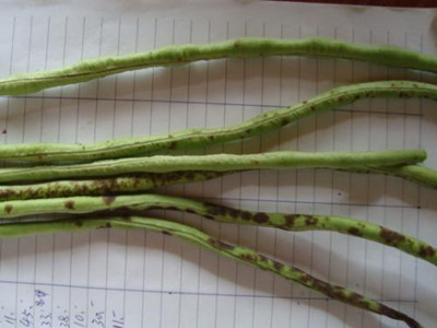 豇豆褐斑病的防治