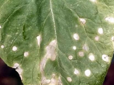 白菜白斑病的防治