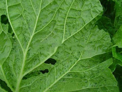 白菜角斑病的防治