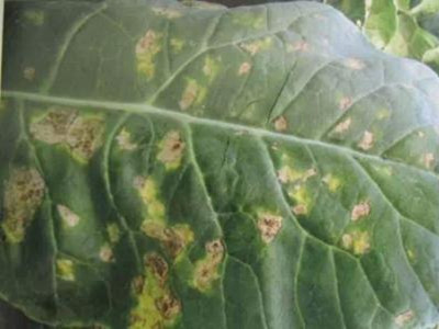 花椰菜霜霉病的防治