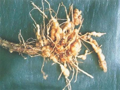 苋菜根结线虫病的防治