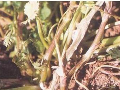 香菜菌核病的防治