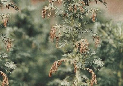 茼蒿叶枯病的防治