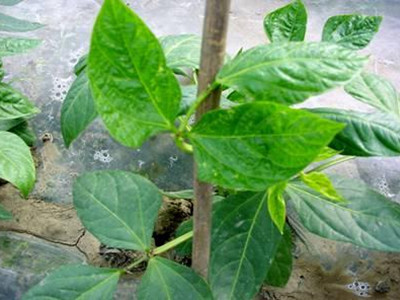 豇豆病毒病的防治