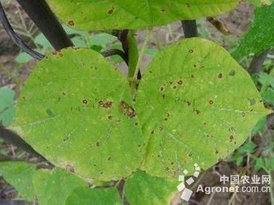 扁豆红斑病的防治