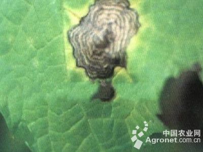 扁豆环纹病的防治