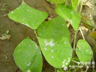 豇豆白粉病的防治