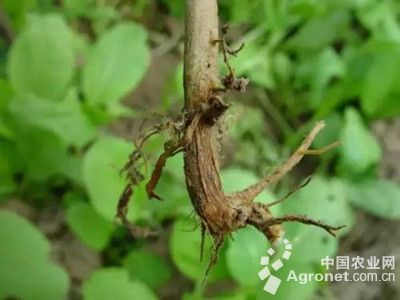 豇豆死藤症状的防治