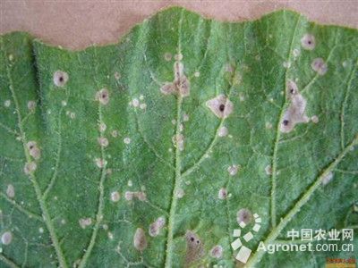 南瓜斑点病的防治