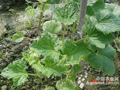 甜瓜花叶病毒病的防治